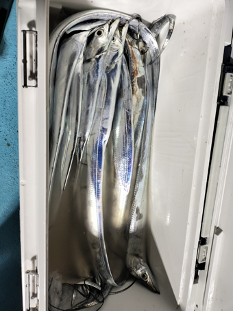 釣果写真