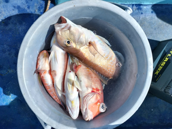 釣果写真