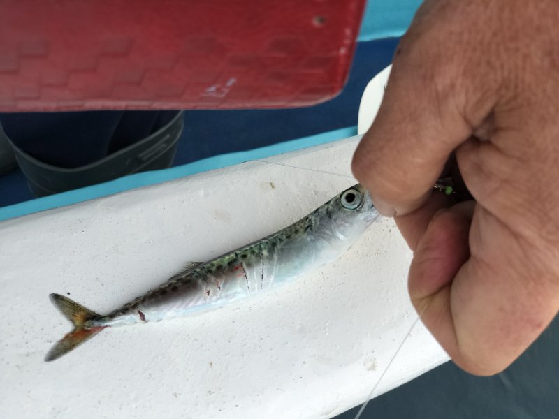 釣果写真
