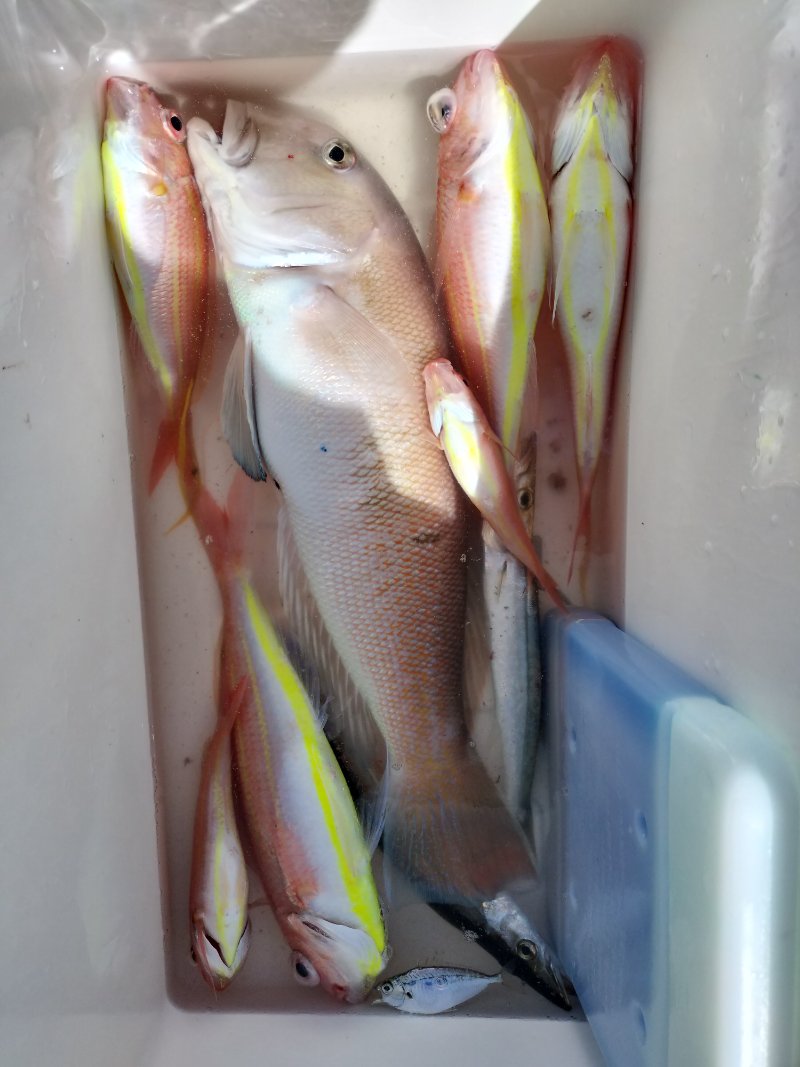 釣果写真