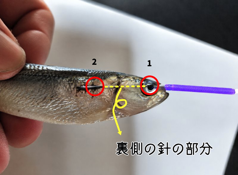 釣果写真