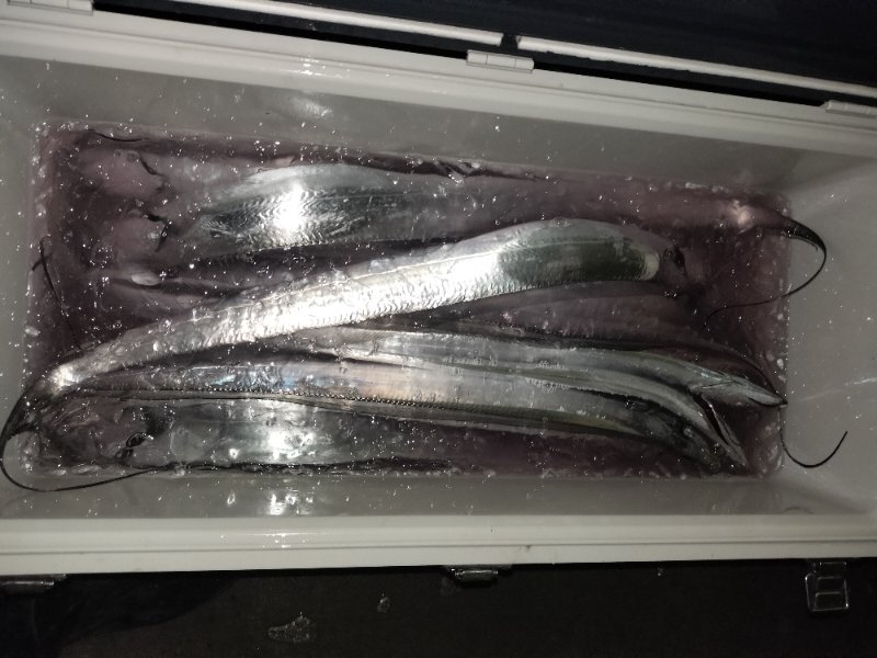 釣果写真