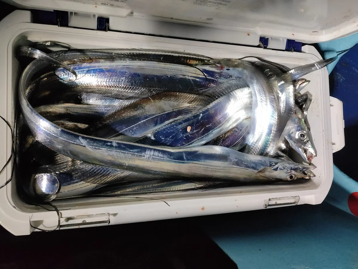 クーラーボックスに並ぶタチウオの釣果